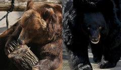 Медведи вышли из зимней спячки в Московском зоопарке